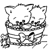 2 lieve katjes in een doos